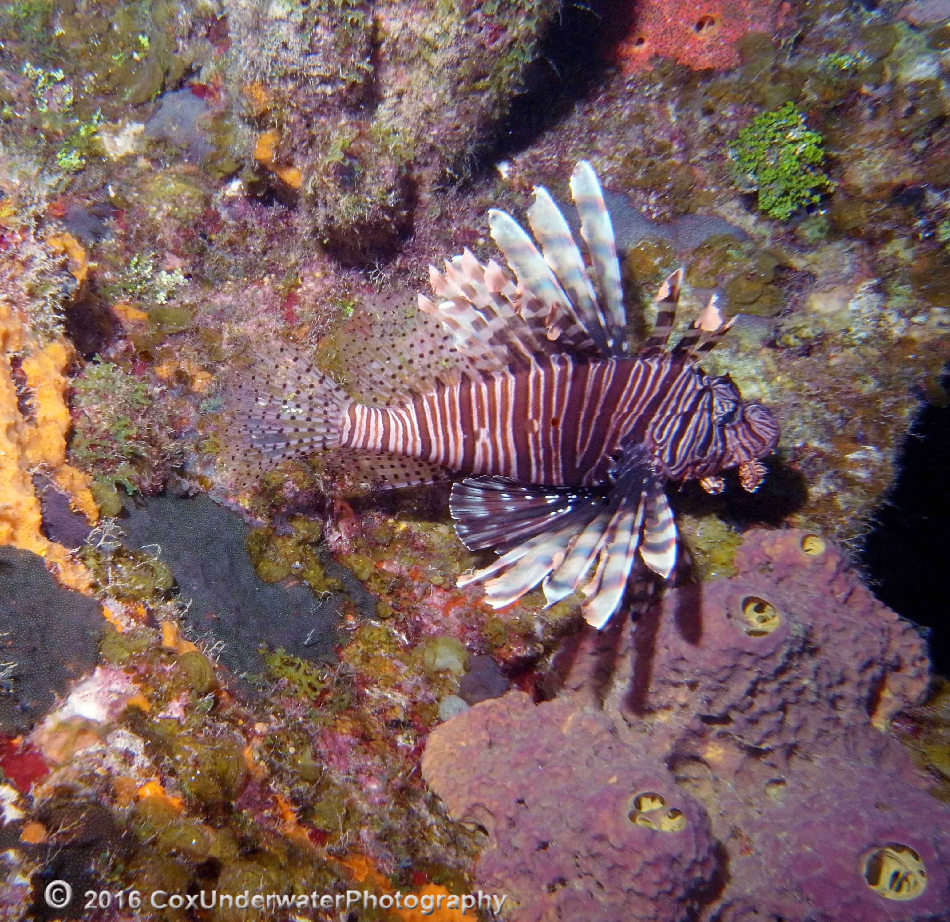 Lionfish and Gray Angelfish*