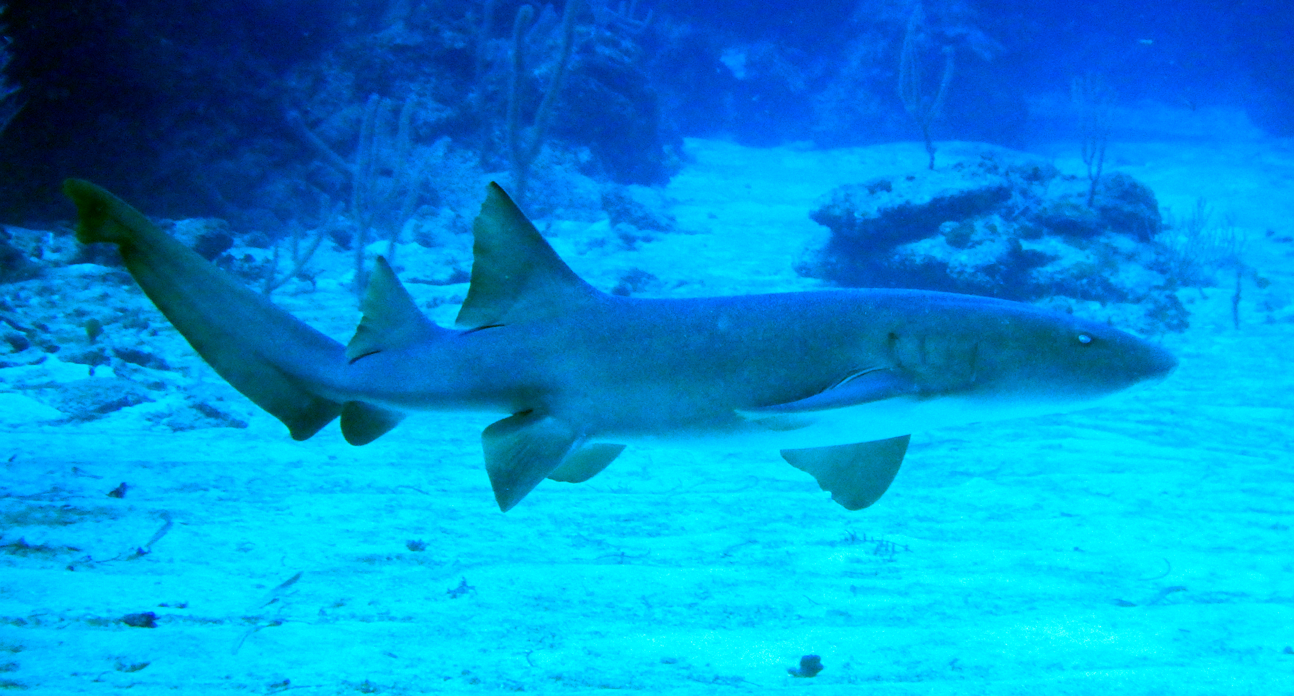 Pigeon Cay Sharks, Roatan